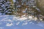 Snowy winter wonderland with tall evergreen trees.