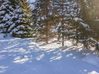 Snowy winter wonderland with tall evergreen trees.