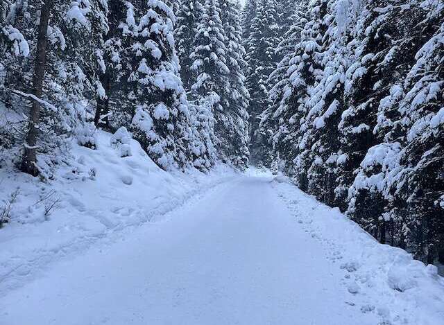 Explore a winter wonderland! This stunning image showcases a snow-covered road winding through a forest of snow-laden trees.