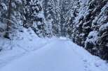 Explore a winter wonderland! This stunning image showcases a snow-covered road winding through a forest of snow-laden trees.