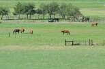 This serene property boasts a sprawling pasture, neatly sectioned by fences, providing ample space for grazing horses.