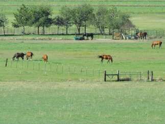 This serene property boasts a sprawling pasture, neatly sectioned by fences, providing ample space for grazing horses.