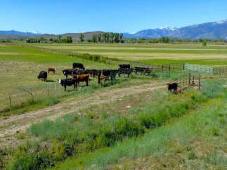 This serene property boasts a picturesque landscape featuring lush green pastures, a rustic dirt road, and a sturdy metal fence.