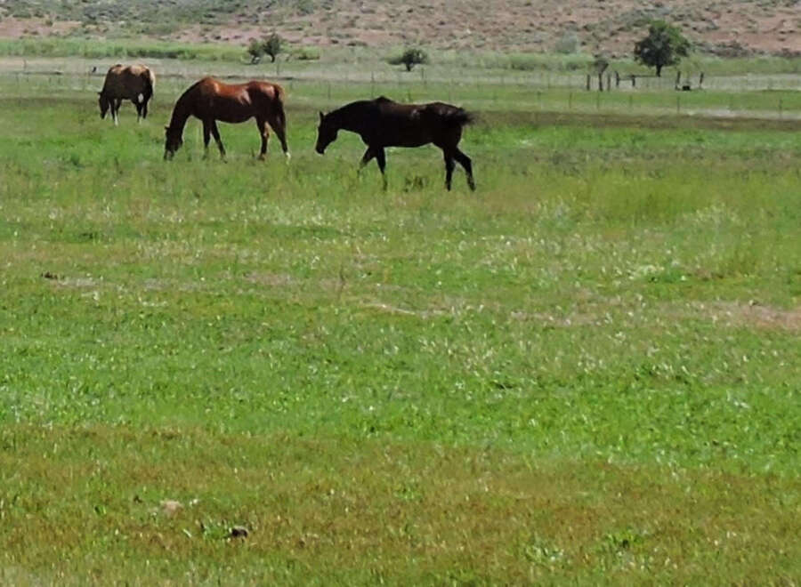 Three horses graze peacefully in a lush green pasture, set against the backdrop of a gently rolling landscape.