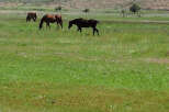 Three horses graze peacefully in a lush green pasture, set against the backdrop of a gently rolling landscape.
