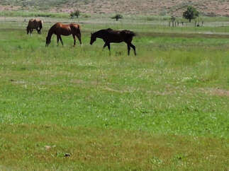 Three horses graze peacefully in a lush green pasture, set against the backdrop of a gently rolling landscape.