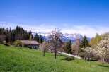 Mountain view home with large yard and fruit trees.