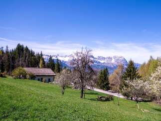 Mountain view home with large yard and fruit trees.