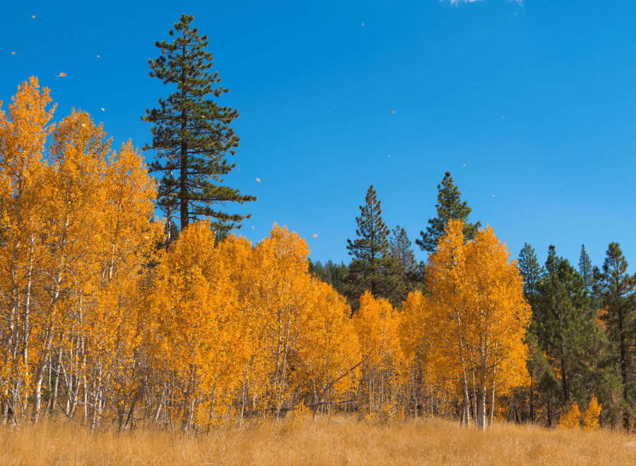 Aspen trees in full autumn glory, their golden leaves contrasting against a vibrant blue sky.