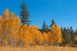 Aspen trees in full autumn glory, their golden leaves contrasting against a vibrant blue sky.
