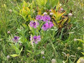 Discover the beauty of nature with this stunning image of vibrant purple flowers in a lush green meadow.