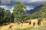 Discover a stunning property nestled in a picturesque landscape, perfect for horse lovers.