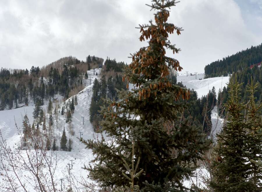 Snow-covered mountainside with ski lifts and evergreen trees.