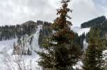 Snow-covered mountainside with ski lifts and evergreen trees.