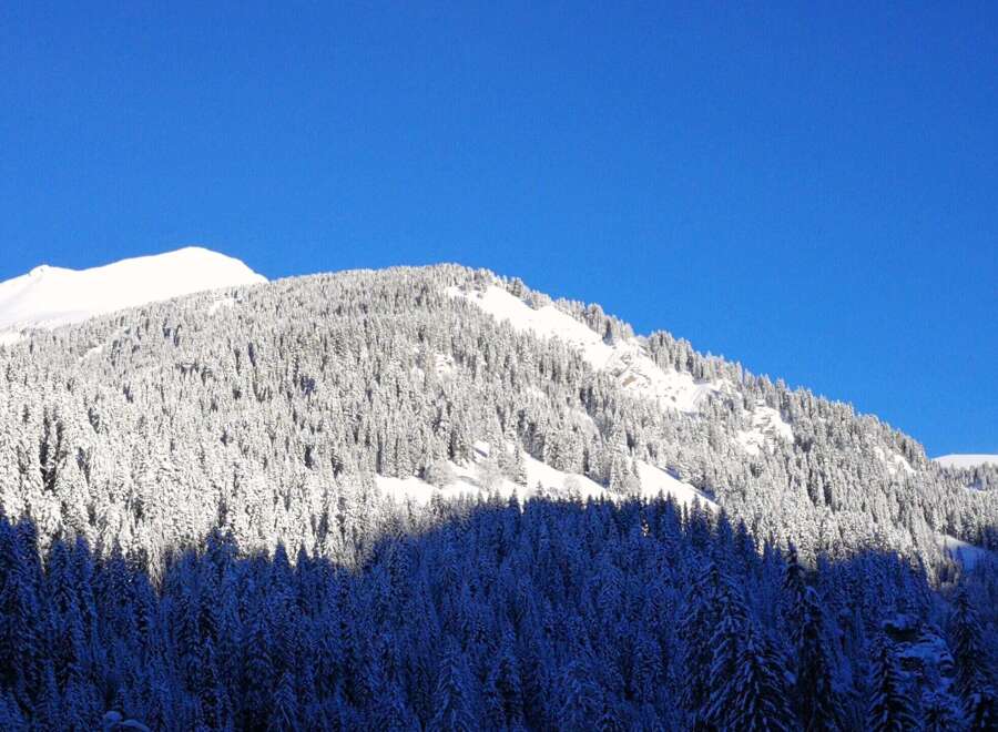 Snowy mountain peak with dense evergreen forest.