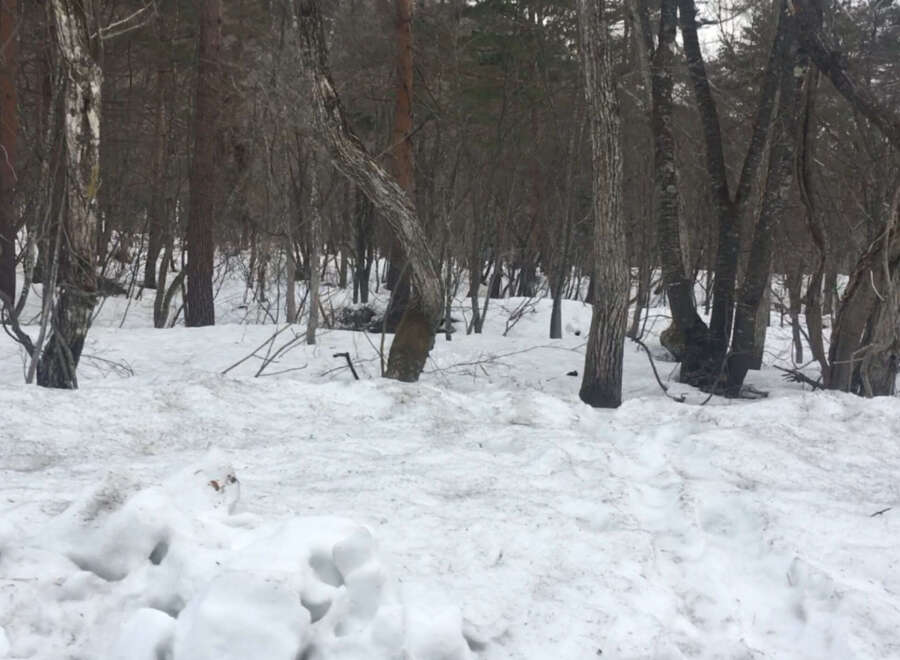 Snowy wooded lot with mature trees.