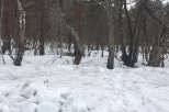 Snowy wooded lot with mature trees.