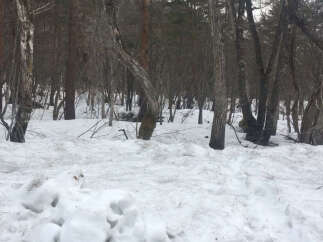 Snowy wooded lot with mature trees.
