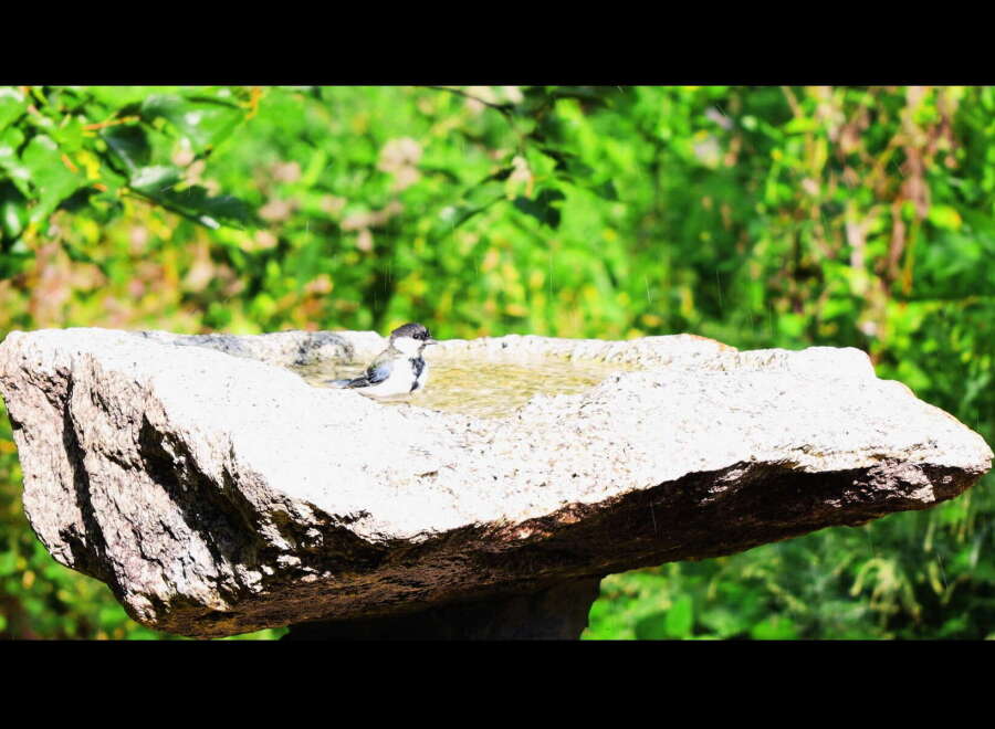 A small bird takes a refreshing bath in a unique stone birdbath.