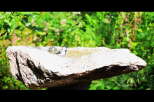 A small bird takes a refreshing bath in a unique stone birdbath.