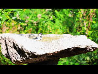 A small bird takes a refreshing bath in a unique stone birdbath.