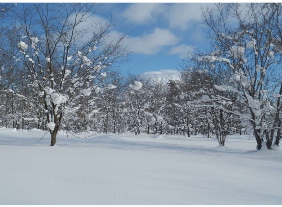 Snowy landscape with leafless trees covered in snow, offering a serene winter scene.
