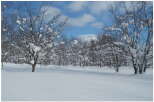 Snowy landscape with leafless trees covered in snow, offering a serene winter scene.