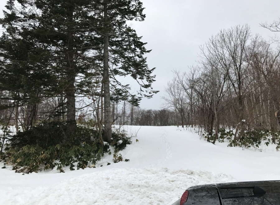 Snowy landscape with a path leading through a forest.