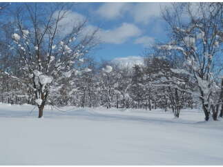 Snowy landscape with leafless trees covered in snow, offering a serene winter scene.
