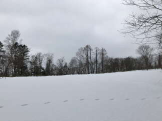Snowy landscape with footprints in the snow and a line of trees in the background.