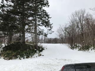Snowy landscape with a path leading through a forest.