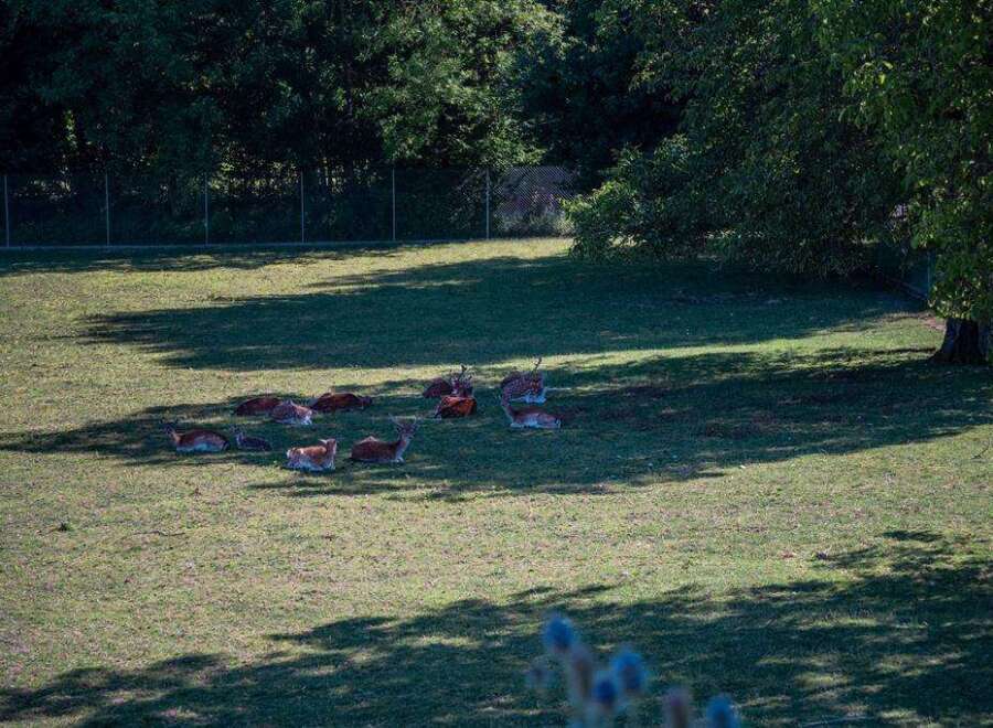 A picturesque park with a herd of deer resting peacefully in the sun-dappled grass.