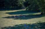 A picturesque park with a herd of deer resting peacefully in the sun-dappled grass.