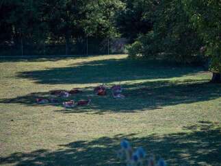 A picturesque park with a herd of deer resting peacefully in the sun-dappled grass.