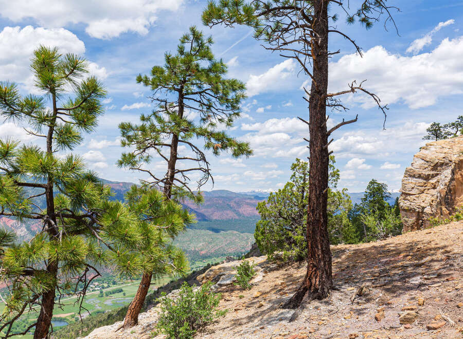 Majestic mountain vista with three pine trees in the foreground.