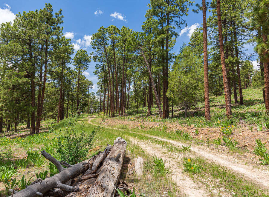 Discover tranquility on this picturesque property, boasting a scenic dirt road winding through a lush pine forest.