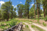 Discover tranquility on this picturesque property, boasting a scenic dirt road winding through a lush pine forest.
