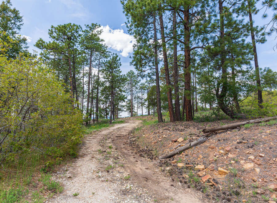 Discover tranquility on this scenic property, featuring a meandering dirt road that winds through a picturesque forest of tall pines.
