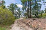 Discover tranquility on this scenic property, featuring a meandering dirt road that winds through a picturesque forest of tall pines.