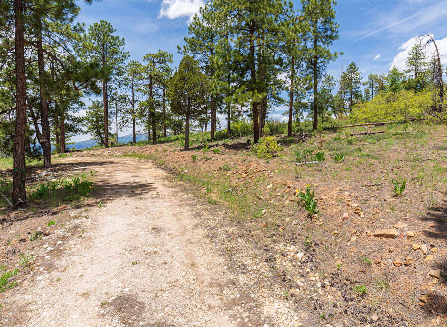 This stunning property boasts a scenic trail winding through a picturesque forest of tall pines.