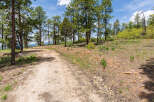This stunning property boasts a scenic trail winding through a picturesque forest of tall pines.