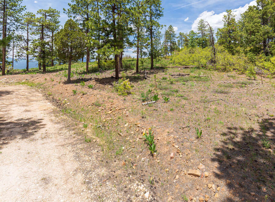 Discover tranquility on this expansive lot nestled in a serene forest setting.
