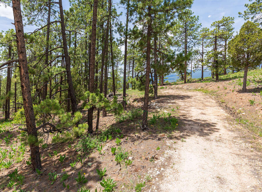 Discover tranquility on this scenic trail, nestled amidst a lush pine forest.