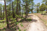 Discover tranquility on this scenic trail, nestled amidst a lush pine forest.