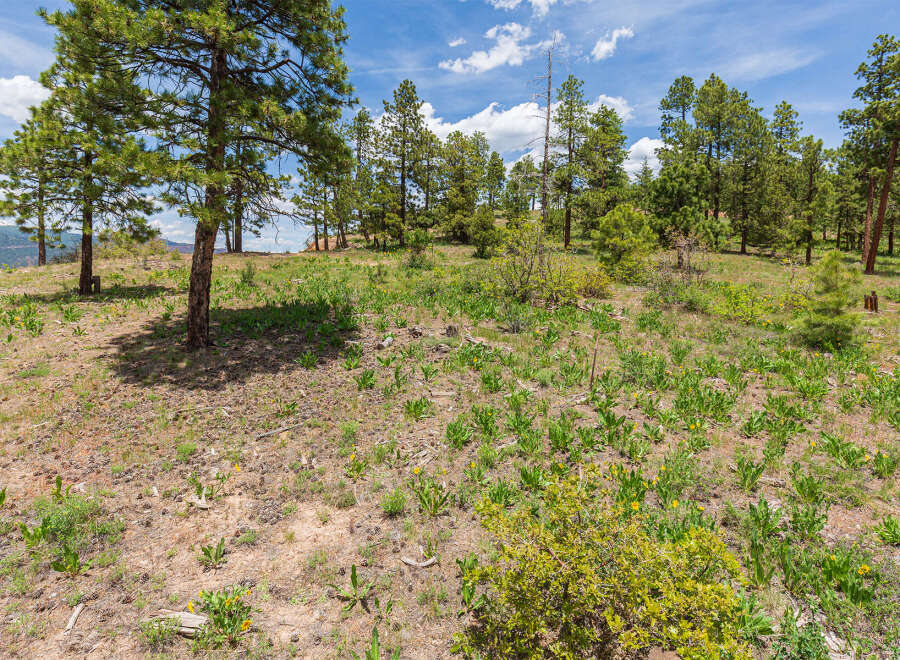 Discover tranquility in this expansive property boasting a picturesque landscape of towering pines and wildflowers.