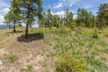 Discover tranquility in this expansive property boasting a picturesque landscape of towering pines and wildflowers.
