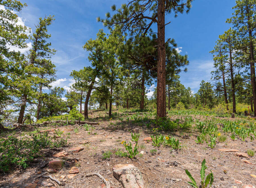 Discover tranquility in this picturesque property nestled amidst a serene forest.