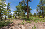 Discover tranquility in this picturesque property nestled amidst a serene forest.