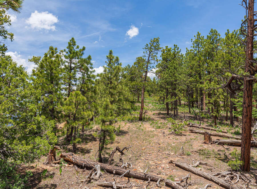 Discover tranquility in this picturesque forest landscape, featuring a mix of mature and young pine trees under a vibrant blue sky.