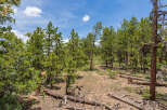 Discover tranquility in this picturesque forest landscape, featuring a mix of mature and young pine trees under a vibrant blue sky.